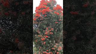 Corymbia ficifolia commonly known as red flowering gum floweringtree verypleasant [upl. by Simara]