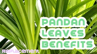 Pandan leaves benefits [upl. by Refinnaej153]