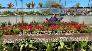 WWOOFING IN TUSCANY FOR A MONTH🇮🇹 [upl. by Ettenan]