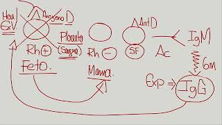 Obstetricia  Isoinmunizacion RH [upl. by Leodora428]