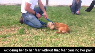 Fearful Touch Sensitive Dog Behavior Modification [upl. by Hayilaa275]