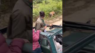 when TIGER attacks SAFARI vehicle shorts [upl. by Doi637]