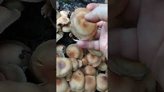 Опята летние Галерина изменчивая  съедобный очень ароматный гриб fungus mushroom [upl. by Cost]