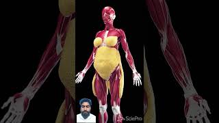 subcutaneous fats in womenscience doctorloveryoutubeshortfeed bodyscience [upl. by Eudocia]