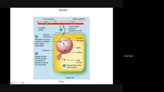 Mode of Action of Hormones [upl. by Anwaf]