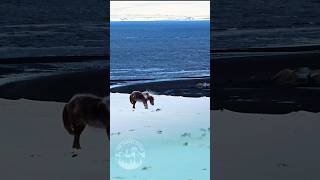 Majestic Wild Icelandic Horse on a Snowy Coastline 🐎 Natures Untamed Beauty  Epic Winter Sight [upl. by Mihar]