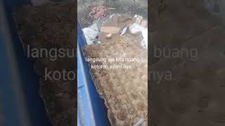 Pembersihan kandang box anak ayam peternakrumahan ayamkampung ternak [upl. by The458]