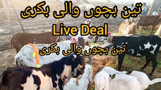 3 Bacho wali Bakri ka  Live soda  punjab pakistan [upl. by Evvy657]