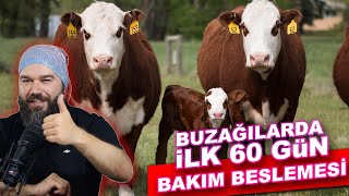 BUZAĞI BAKIM ve BESLEME 2024 [upl. by Dimitri304]