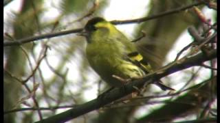 Der Erlenzeisig Zeisig im Wald  Carduelis spinus [upl. by Pepe]