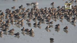 Migratory Bird arrived at Pobitora wildlife sanctuary [upl. by Trella]