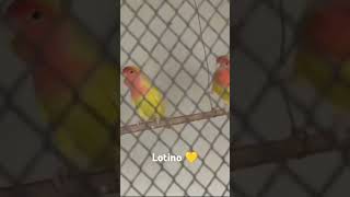 Lotino parrots 💛💎🤍youtubeshortslike share and subscribe my YouTube channel love you all guys 💞 [upl. by Woolcott]