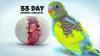 Growing Budgerigar Babies  Growth Stages For 33 Days [upl. by Rugg]