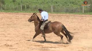 Lote 14 – SOLERA DO MACANUDO – Remate CRIOULOS DA MACANUDO – 2024 [upl. by Onifled]