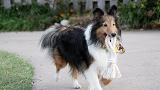 The Shetland Sheepdog A Perfect Family Dog [upl. by Arenat579]