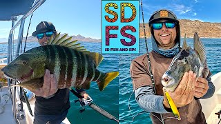 Loreto Baja California  Fishing A Megabait Lure  Cabrilla Pargo Trigger Fish amp Snapper May SDFS [upl. by Drageruaeb]