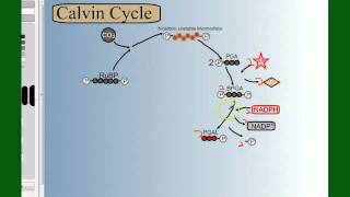 Photosynthesis Part 4 The Calvin Cycle [upl. by Rycca]