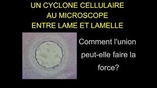 Cyclone cellulaire sous un microscope  FIV Ascidies  Kempf  Lycée de lElorn [upl. by Piotr]