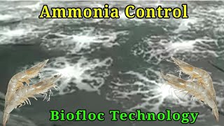 How to control Ammonia in Biofloc Aquaculture [upl. by Jaban]