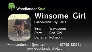 Foal For Sale Winsome Girl Hannoverian Filly 2014 [upl. by Kobi]