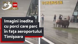 Imagini inedite cu porci care parc în fața aeroportului Timișoara [upl. by Ahswat956]