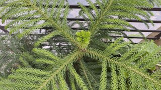 Indoor Care Tips For Growing Araucaria Plant  The Right Gardening [upl. by Luis]