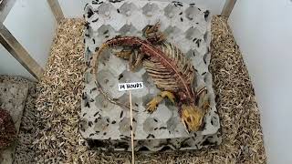 Bearded Dragon vs Flesheating Dermestid Beetle Timelapse [upl. by Childers]