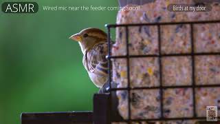 Birds at my door episode 1 c100mkii clog sigma 150 600c [upl. by Fishman513]