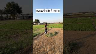 दुबई में एजेंट ने फसाया  dubailife dubaireels dubaivillege shorts [upl. by Sellihca]