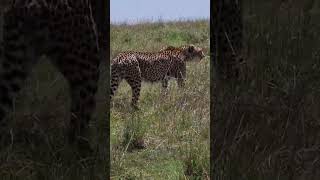 Cheetah strides gracefully across Kenyas plains sleek and focused embodying agility and strength [upl. by Engud]