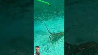 Under water fishing fishing spearfish lobster spearfishingworld diving spearfishinglife [upl. by Giverin]