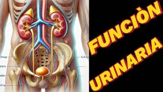 Funciòn urinaria ⛔️ Función del aparato urinario y renal medicinaintima [upl. by Atiuqan]