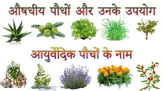 औषधीय पौधों और उनके उपयोग  Ayurvedic Plants Information In Hindi  आयुर्वेदिक पौधों के नाम [upl. by Giliana]