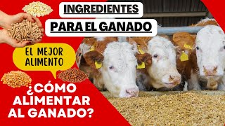 ALIMENTO PARA GANADO  ¿QUÉ INGREDIENTES NECESITO  ¿CÓMO ALIMENTAR GANADO [upl. by Randi]