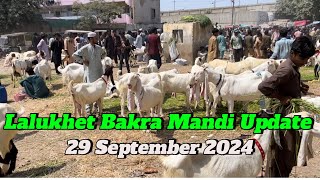 Lalukhet bakra Mandi latest Rates Update  29 September 2024  Sunday Bakra Mandi Karachi [upl. by Dannye]