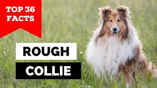 99 of Rough Collie Owners Dont Know This [upl. by Adlemy742]