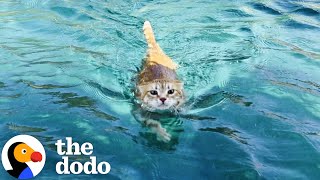 Sailboat Cat Loves To Dive Into The Water  The Dodo [upl. by Ahsillek]