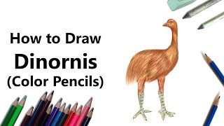 How to Draw a Dinornis with Color Pencils Time Lapse [upl. by Bassett146]