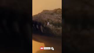 Alligators And Crocodiles Messed With The Wrong Opponent animalchannel wildlife wildlifepredators [upl. by Francois937]