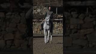 nowonline  Licensed Lusitano Schoolmaster at Grand Prix Level REF904 [upl. by Cheung]