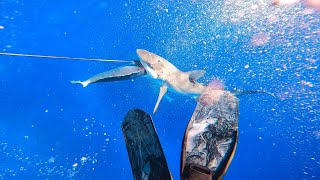 SPEARFISHING FOR DOGTOOTH TUNA  CLOSE ENCOUNTERS  FIGHTING OFF SHARKS 500KM OUT TO SEA🦈 CORAL SEA [upl. by Kress115]