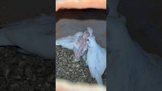 Budgies birds budgies birds lovebirds pets parrot palwal haryana [upl. by Icnarf]