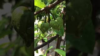 How To make soursop tree bear fruits see full video on the video page [upl. by Mart]