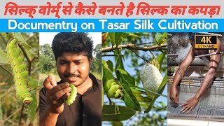 How Tasar Silk is made from Silk worm  Documentary of Tasar Cultivation in Hindi [upl. by Ineslta523]