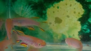 Aphyosemion Gardneri  Killifish Gardneri [upl. by Aihtnis]