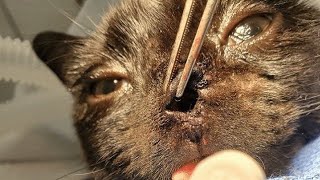 Removing A Massive Botfly Larvae From Kittens Nose Part 94 [upl. by Ettenav]