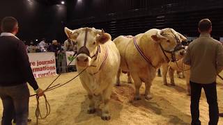 FETE DU CHAROLAIS ROANNE LE SCARABEE [upl. by Jodi176]