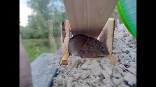 Mice and voles  all clips  motion camera and other clips [upl. by Brigida217]