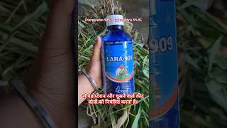 Lara 909 uses  Chlorpyriphos 50  Cypermethrin 5 EC shorts farming agriculture trending [upl. by Jonna]