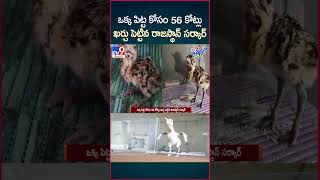 iSmart News  ఒక్క పిట్ట కోసం 56 కోట్లు ఖర్చు పెట్టిన రాజస్థాన్ సర్కార్  TV9 [upl. by Hplodur302]